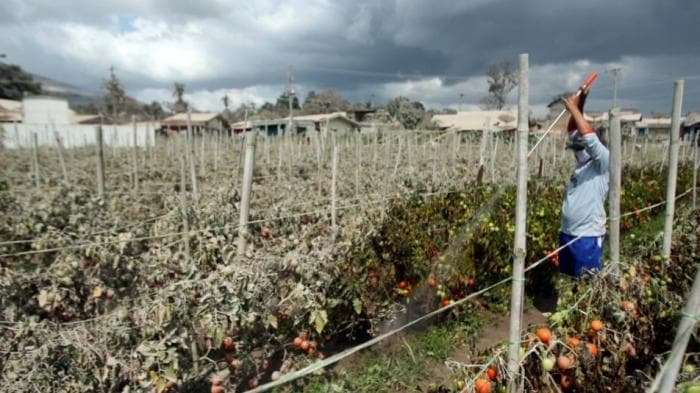 petani tomat tertutup debu vulkanik